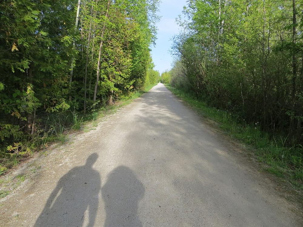 A long straight trail lined with new spring leaves